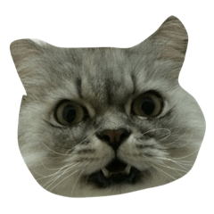 [LINEスタンプ] Fat Boy Cat-1