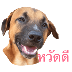 [LINEスタンプ] Mad Dog！！