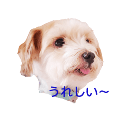 [LINEスタンプ] アポロが大好き