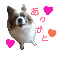 [LINEスタンプ] 犬のチェリーちゃん