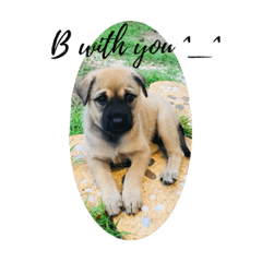 [LINEスタンプ] Lucky dog ^_^