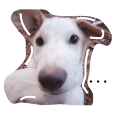 [LINEスタンプ] Dekdee dog dog