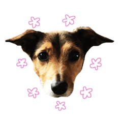 [LINEスタンプ] MILEY ！