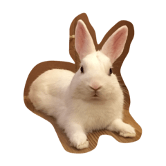 [LINEスタンプ] Hi I am pidang