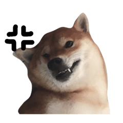 [LINEスタンプ] shibainu TAKO