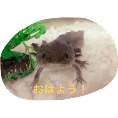 [LINEスタンプ] うーぱーさま