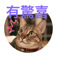 [LINEスタンプ] LEGO meow