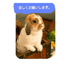 [LINEスタンプ] うさぎのたんぽぽ