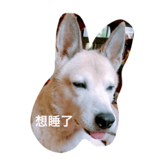 [LINEスタンプ] lazy dog lazy cat lazy kid