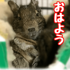 [LINEスタンプ] デグー達