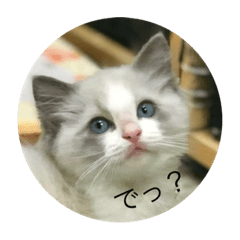 [LINEスタンプ] 猫猫猫にゃんにゃんにゃん
