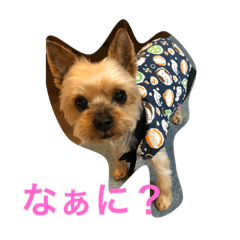 [LINEスタンプ] らぶり〜❤️ココ