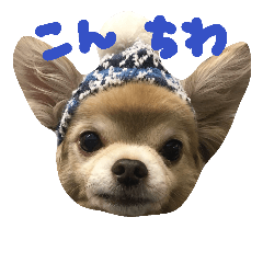 [LINEスタンプ] ちわわ 小虎＆長介