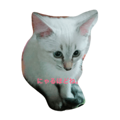 [LINEスタンプ] YUME^._.^