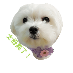 [LINEスタンプ] happy or ？？？？