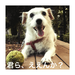 [LINEスタンプ] Dog talking in Japanese dialect sticker
