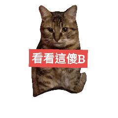 [LINEスタンプ] cat cute face