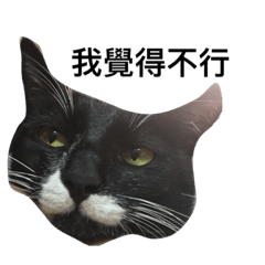 [LINEスタンプ] PiPi cat life3