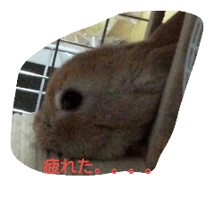 [LINEスタンプ] ペコのあいさつ