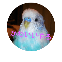[LINEスタンプ] かわいいやろ