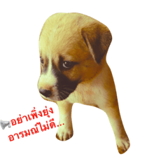 [LINEスタンプ] Dogs01