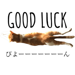 [LINEスタンプ] 愛猫むぎちゃん