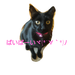 [LINEスタンプ] 黒ネコCHAN