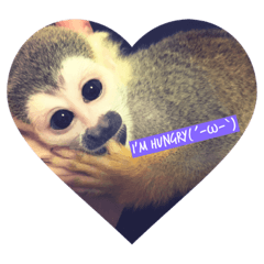 [LINEスタンプ] リスザルのエイトくん