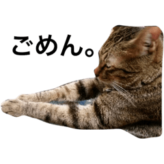 [LINEスタンプ] 俺たちにゃんガー5★