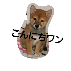 [LINEスタンプ] shiba.taku