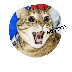 [LINEスタンプ] Poppu Poppiru : a curious cat