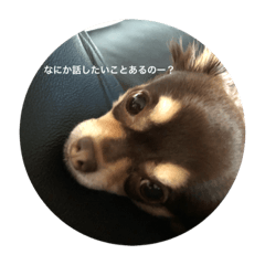 [LINEスタンプ] 我が家の愛犬、コロちゃんのスタンプです♪