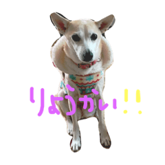 [LINEスタンプ] わんわん時々赤ちゃん