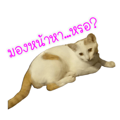 [LINEスタンプ] Mayom fatcat