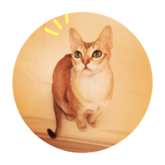 [LINEスタンプ] シンガプーラ 猫がいる生活