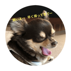 [LINEスタンプ] 愛犬コロちゃんのスタンプです②