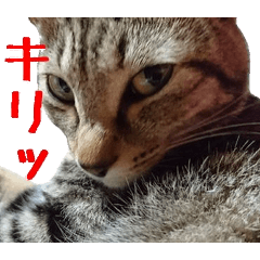 [LINEスタンプ] 猫のチャチャ写真スタンプの画像（メイン）