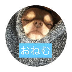 [LINEスタンプ] 毎日うたちゃむ