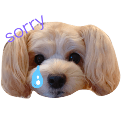 [LINEスタンプ] 愛犬♡チワプーのSugar