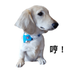 [LINEスタンプ] dachshund_butter