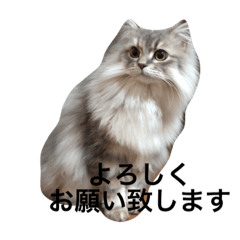 [LINEスタンプ] ねことの生活