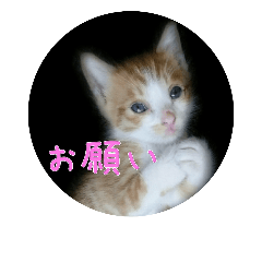 [LINEスタンプ] 庭の、ちびにゃんこたち