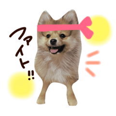 [LINEスタンプ] ポメのララと黒猫のミート君の写真スタンプ