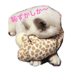 [LINEスタンプ] samoyed_soy