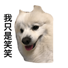 [LINEスタンプ] 我的狗人生