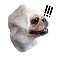 [LINEスタンプ] PekingeseLee