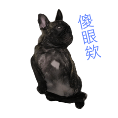 [LINEスタンプ] The day of the French Bulldog