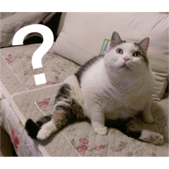 [LINEスタンプ] cats murmur