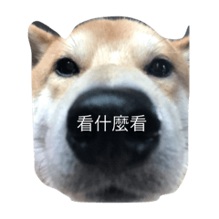 [LINEスタンプ] Pocky cute