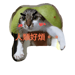 [LINEスタンプ] my cat sooo  Q